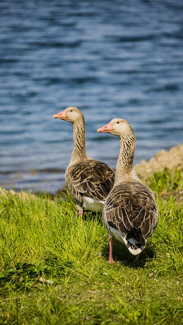 Vögel, Natur, Tiere, Wasser, Gans, Gänse