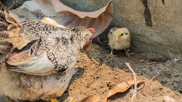 Free Chicken Hens photo and picture