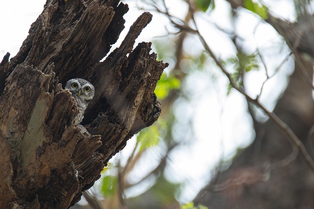Free The Spotted Owlet Athene Brama photo and picture