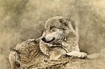wolf, animal, predator
