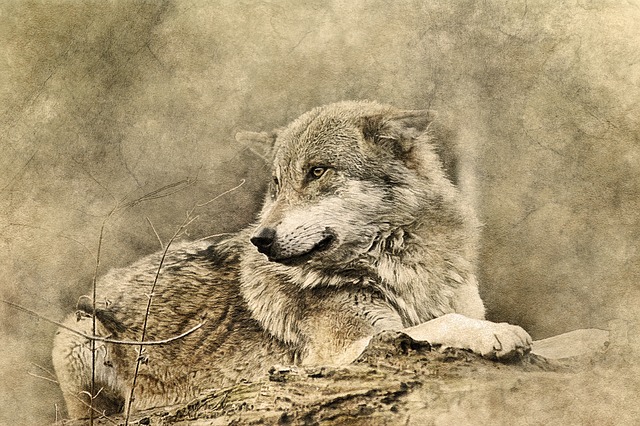 Free wolf animal predator illustration