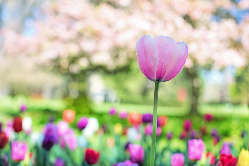 Tulips Pink Spring - Free photo on Pixabay