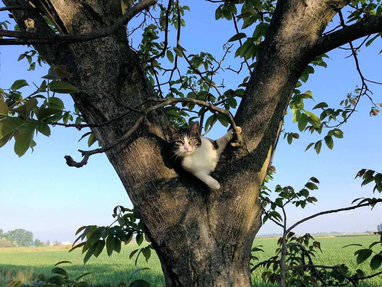 cat-2290207_1280.jpg