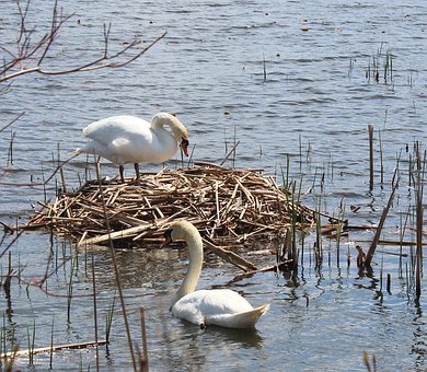 Schwäne, Nest, Wasser, Feder, See