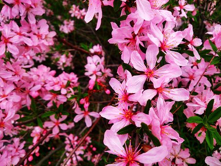 Frühlingsblumen, Die Natur, Schöne Blume