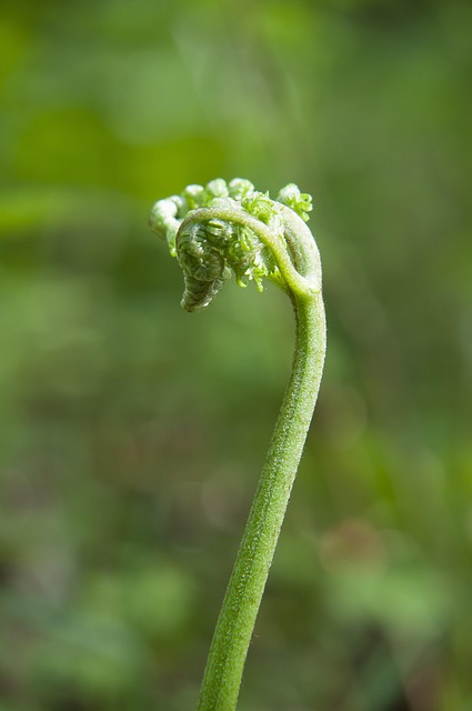 Wald, Bootfahren, Frühling, Knopf, Baum