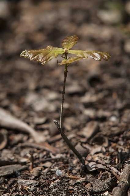 Wald, Eiche, Frühling, Knopf, Baum