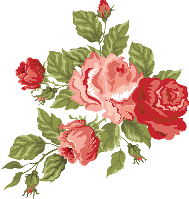 Blomst, Rose, Lyserød, Rød, Romantisk