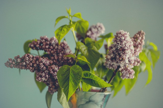 Lila, Flor, Hoja, Verde, Primavera