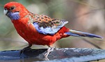 rosella, crimson rosella, australian birds