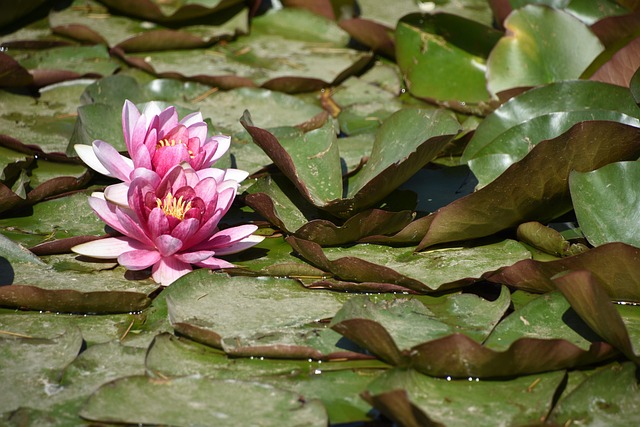 Yuyuantan park, lotus, the beginning of summer and saturday — photo by alicepaipai