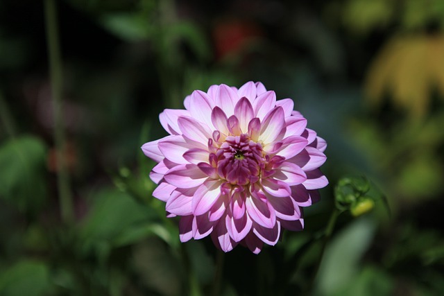 Free Flower The Sun photo and picture