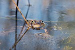 frog, spawning, water