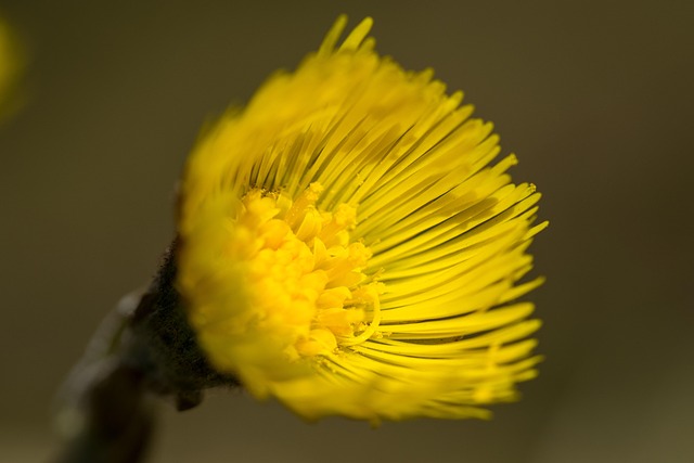 Free Widow'S Leaf Flower photo and picture