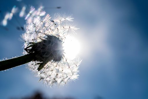Löwenzahn, Blumen Hintergrund