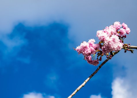 Natur, Himmel, Blau, Blume, Zweig, April
