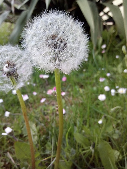 Free Dandelion Spring photo and picture
