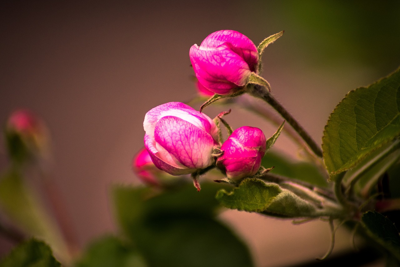 Fleurir Jardin Nature - Photo gratuite sur Pixabay - Pixabay