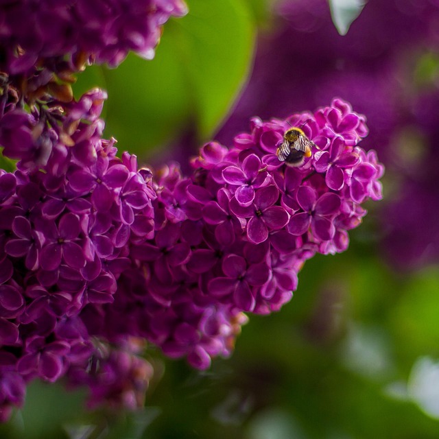 Free Lilac Blossoms photo and picture