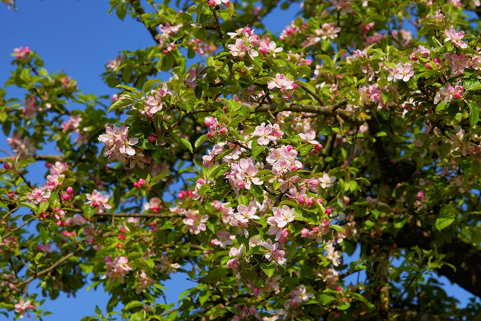 apple tree images pixabay