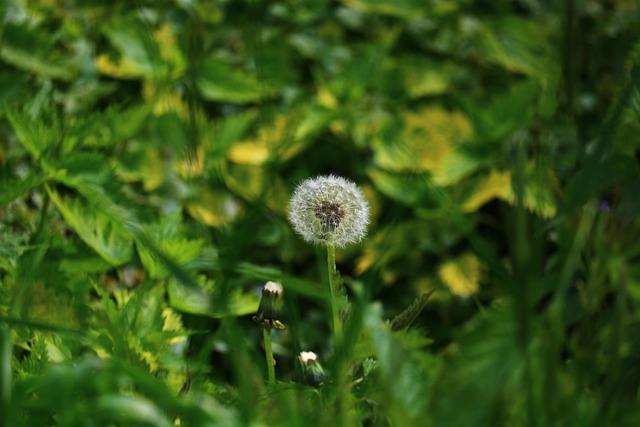 Free Meadow Dandelion photo and picture