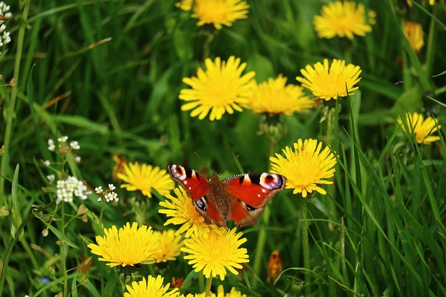 Free Meadow Butterfly photo and picture