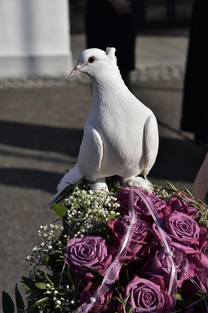 Taube, Vogel, Glaube, Religion