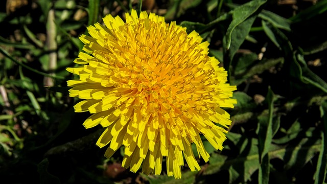 Free Flower Macro photo and picture