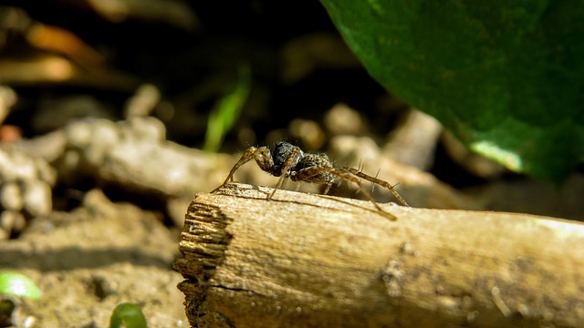 Free Spider Macro photo and picture