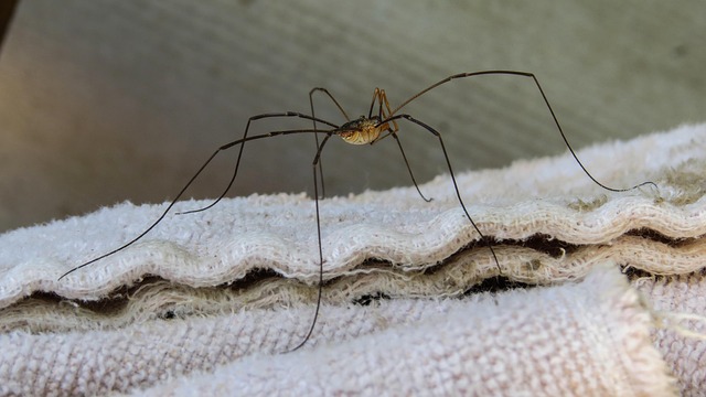 Free Spider Insect photo and picture