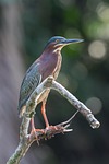 green heron, water bird, heron