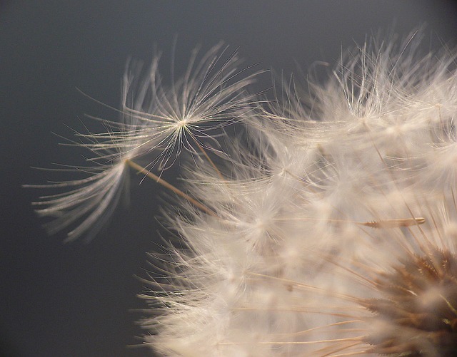 Diente De León, Cerrar, Naturaleza