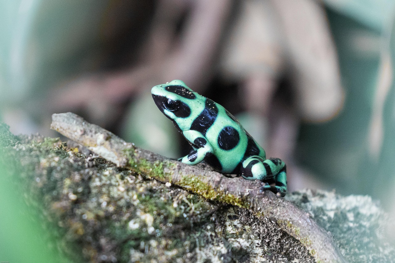 Poison Dart Frog - free online jigsaw puzzle photo