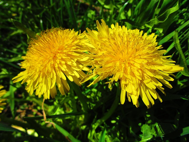 Free Dandelion Yellow photo and picture