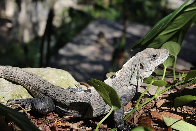 Free Reptiles Sun photo and picture