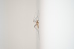 mosquito, midge, animal