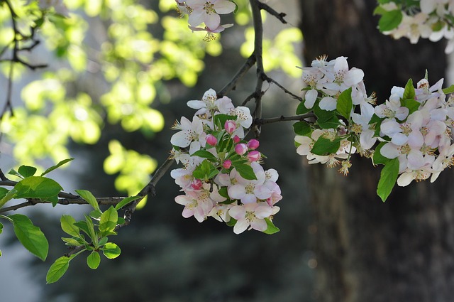 Free Spring Alma-Ata photo and picture
