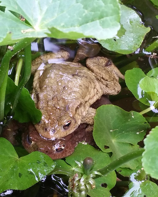 Free Toads Unken photo and picture