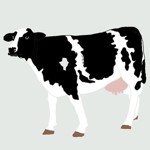 Koe, Dier, Boerderijdier, Boerderij