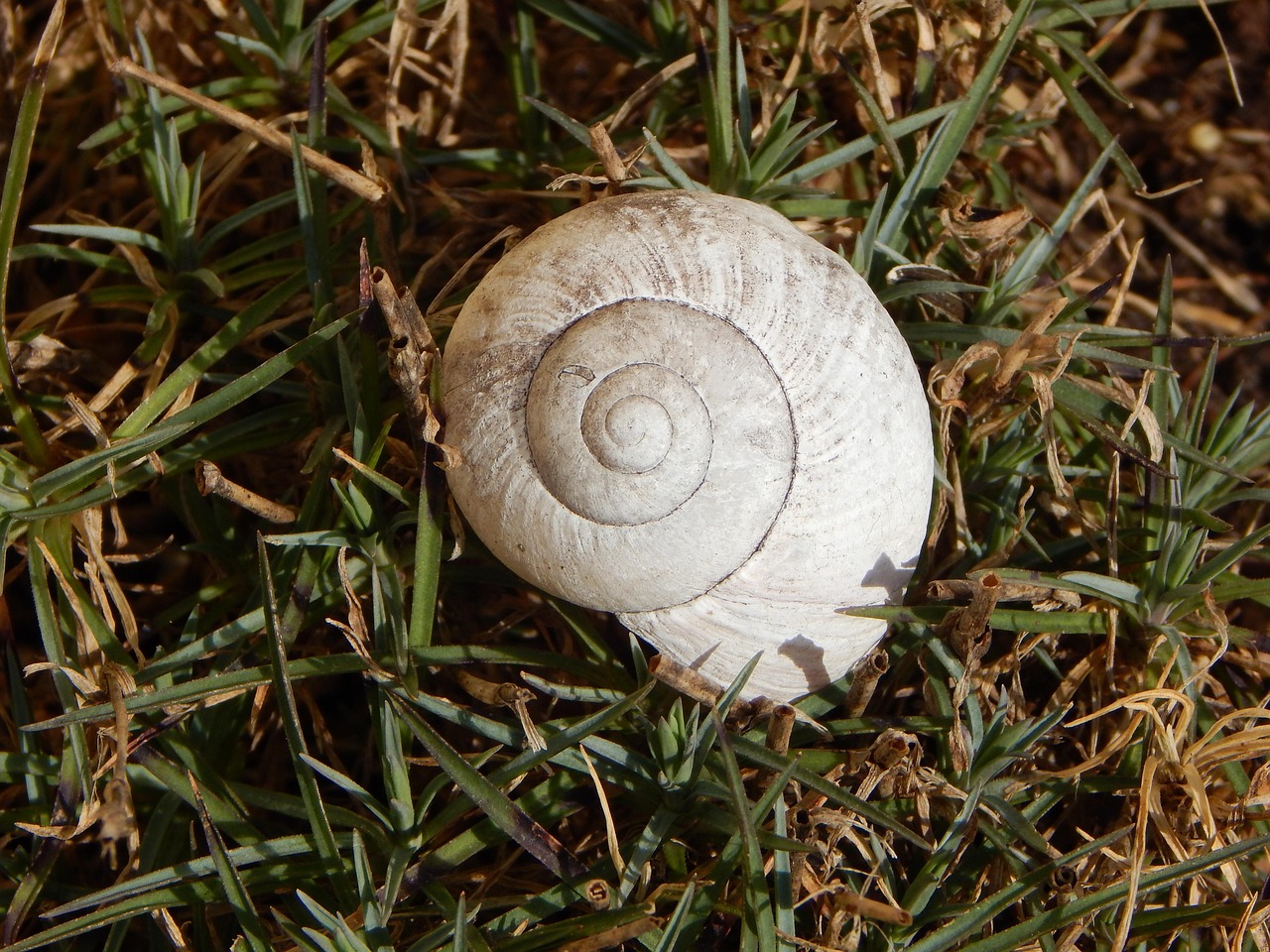 Cáscara Jardín Caracol - Foto gratis en Pixabay - Pixabay