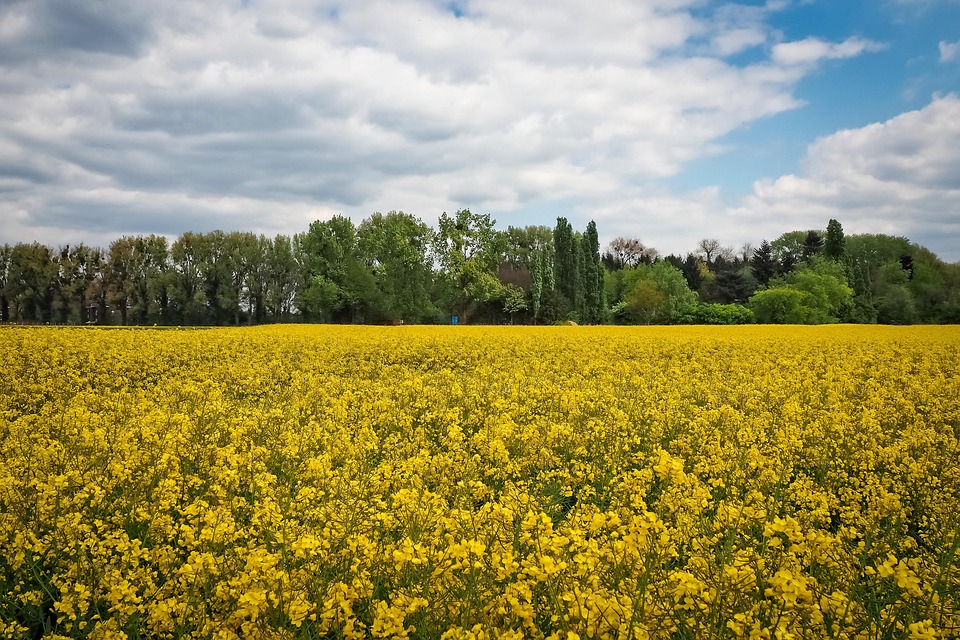 Paysage Champ De Colza - Photo gratuite sur Pixabay