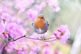 Spring Bird, Bird, Spring, Robin