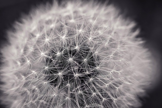 Free Flower Dandelion photo and picture