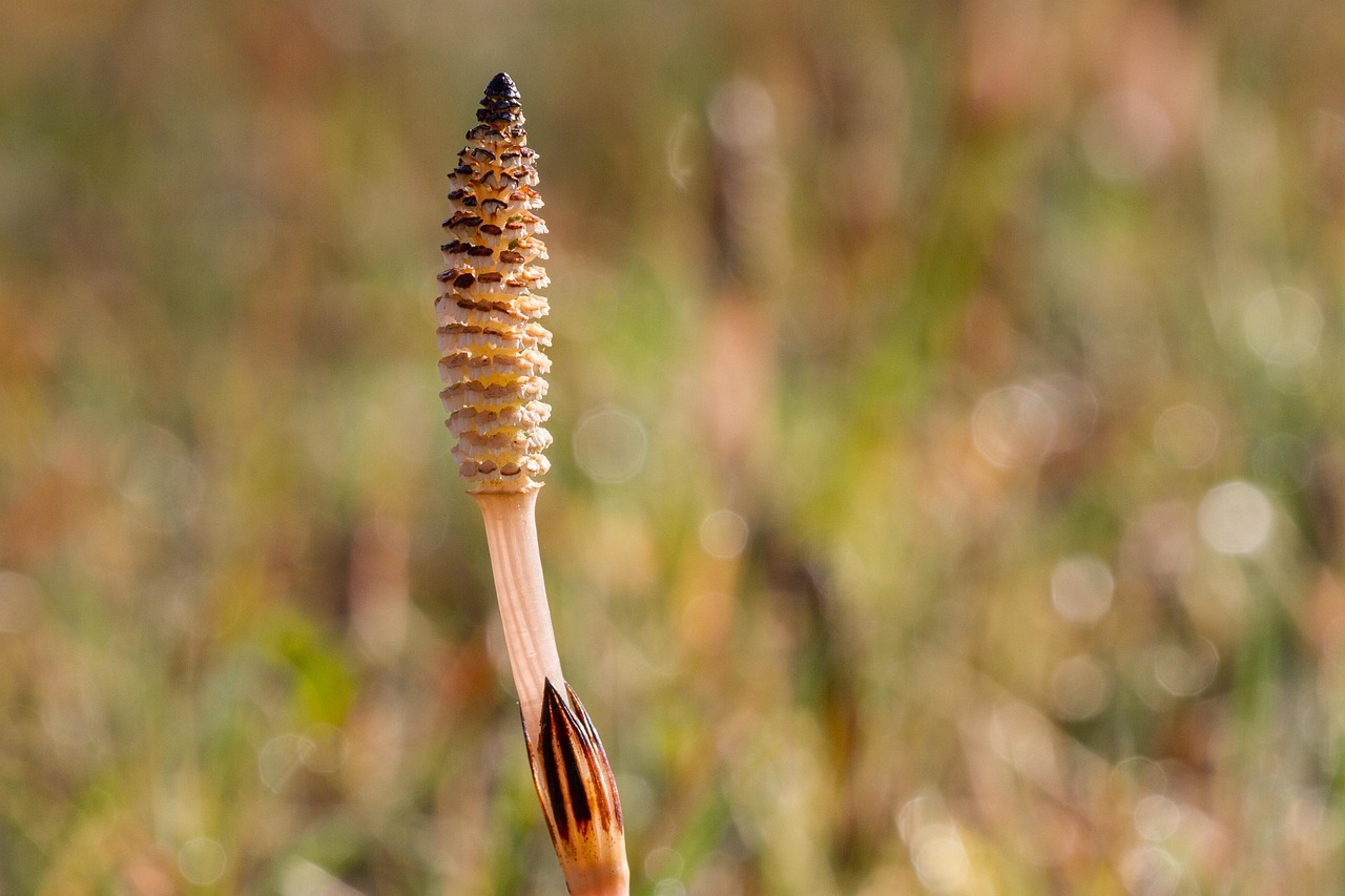 Horsetail_Mama