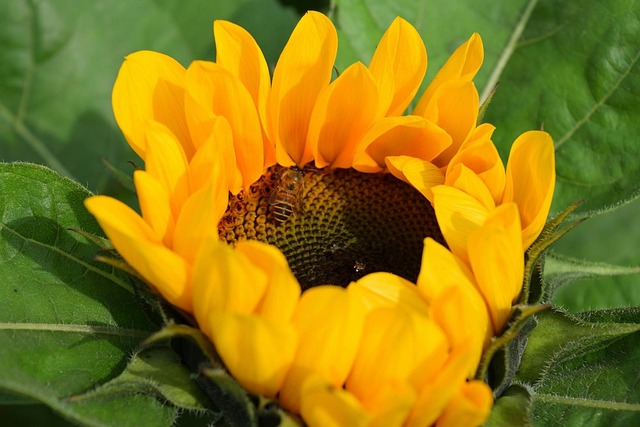 Free Flower Sunflowers photo and picture