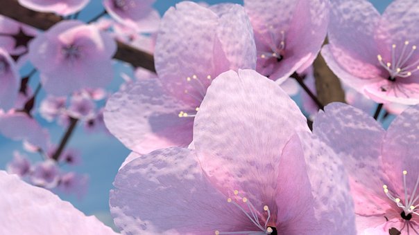 Free Cherry Tree Blender photo and picture
