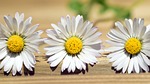 daisy, summer, flower