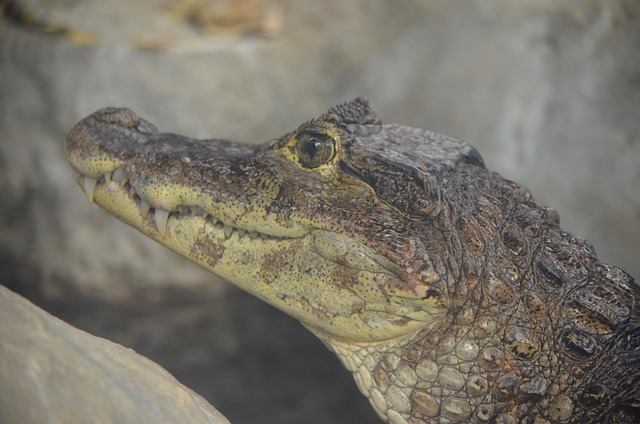 30+ Free Caiman &amp; Crocodile Photos - Pixabay