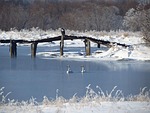 steller's sea eagle, the wild swans, the whooping