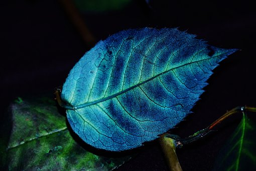 Follaje, Color, Azul, Planta, Venas